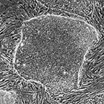 labnews-stem-cells