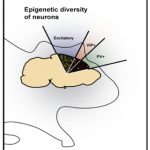 snippet-epigenomic